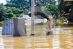 Dog is lost to the owner while flooding