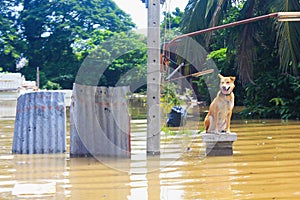 Dog is lost to the owner while flooding