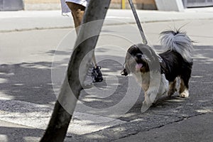 Dog with a lot of hair walking in the street on a leash