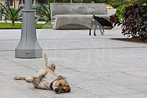 A dog lounges on the cement ground in center of Luquillo, Puerto Rico, United States of America