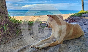 A dog lounging on the beach looking out at the sea