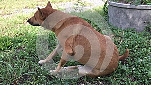 dog lounging in the garden smiling happily on my garden lawn.