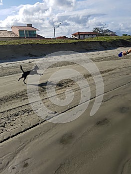 Dog love cachorro cacau eyes fÃÂªmea animal animals photo