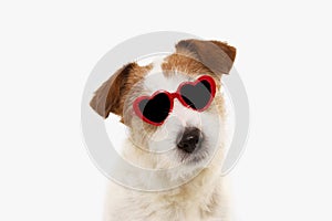 Dog love celebrating valetine`s day with red heart shape glasses. Isolated on white background