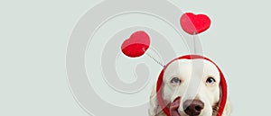 Dog in love for happy valentines day with red heart shape diadem and tongue linking its nose. isolated on gray background