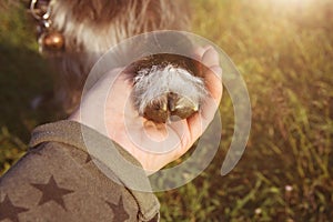 DOG LOVE OBEDIENCE. CLOSE-UP PUPPY HIGH FIVE ON GREEN GRASS