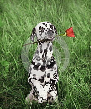 Dog in love with red rose in the mouth on the grass