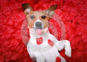 Dog love rose valentines