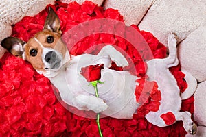 Dog love rose valentines