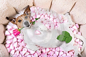 Dog love rose valentines