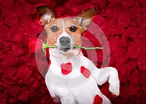 Dog love rose valentines