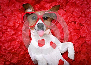 Dog love rose valentines photo