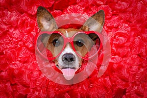 Dog love rose valentines selfie