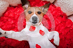 Dog love rose valentines selfie