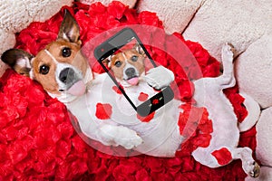 Dog love rose valentines selfie