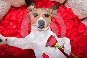 Dog love rose valentines selfie