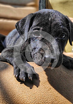 Dog is loveable always