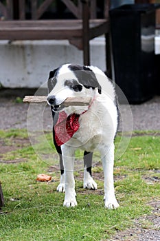 Dog with lovely Scarves in Iceland