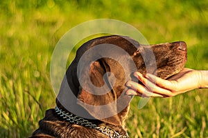 Dog lowered his head in the palm of womens hand.