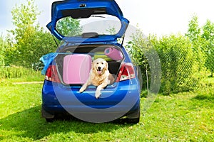 Dog and luggage in the car trunk