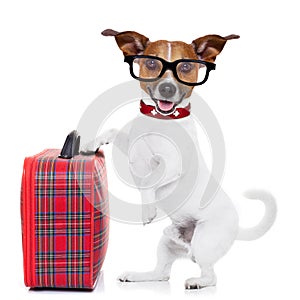 Dog with luggage photo