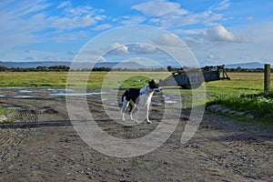 Dog lurcher Collie black and white dirt path old farm machinery blue skies