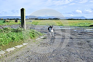 Dog lurcher Collie black and white dirt path old farm machinery blue skies