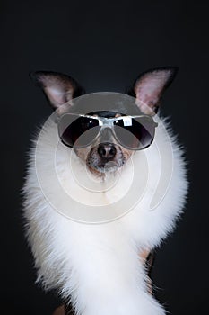 Dog is luxurious, with black glasses and white boa on a black background. Dog is a shopaholic, fashionable dog. Concept of