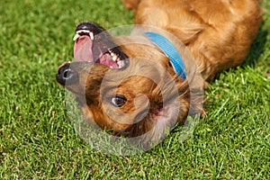 Mixed spaniel dogs spaniel
