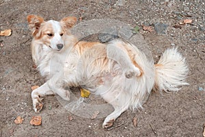 Dog Lying On Back, Serbia