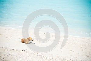 dog is lying on the beach Bright blue sea