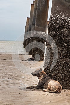 A dog lying on the beach under the leaning pillars of the old pier for hiding from the sun on a hot summer day