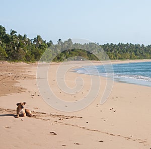 A dog lying on a beach in Uoleva in Tonga