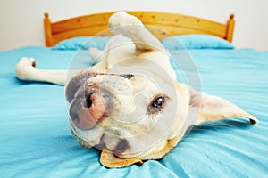 Dog is lying on the bed