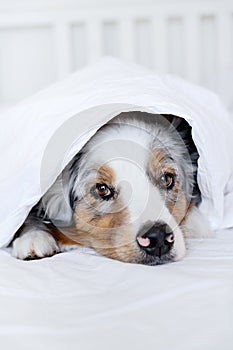 Dog Lying on the Bed under the Blanket - Australian Shepherd