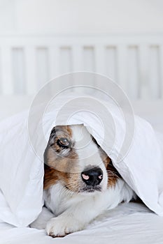 Dog Lying on the Bed under the Blanket - Australian Shepherd