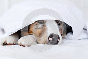 Dog Lying on the Bed under the Blanket - Australian Shepherd