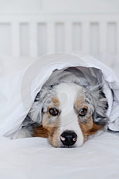 Dog Lying on the Bed under the Blanket - Australian Shepherd