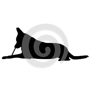 Dog lying and bitting stick silhouette