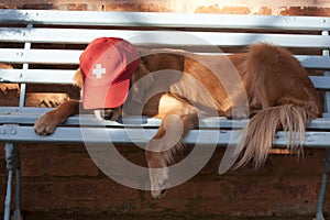 Dog lying in the blue bench