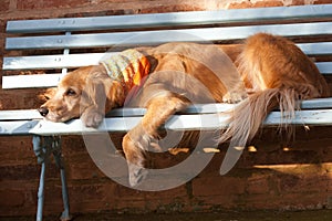 Dog lying in the blue bench