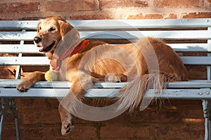 Dog lying in the blue bench