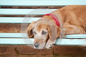 Dog lying in the blue bench