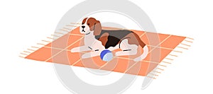 Dog lying on carpet. Cute doggy relaxing on mat alone. Puppy of Beagle breed, canine animal resting on rug at home. Cute