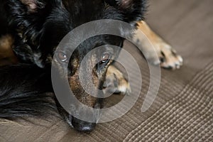 Dog lying on the couch and looking, standing at home, healthy pets concept, black shephard dog portrait