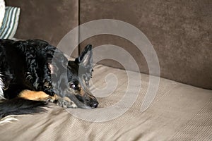 Dog lying on the couch and looking, standing at home, healthy pets concept, black shephard dog portrait