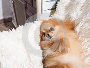 Dog lying on the couch. Pedigreed dog Pomeranian