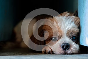 Dog is lying in the dark corner.