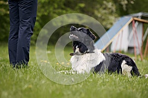 Dog lying down and looking up during training