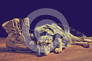 Dog lying down next to combat boots